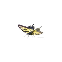 Metal Earth - Butterfly Tiger Swallowtail 1258