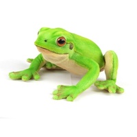 Hansa Green Tree Frog 20cm HC8538