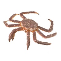 CollectA King Crab Toy Figure 88851