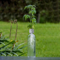 Mrs Green Bottle Grower 3105 **