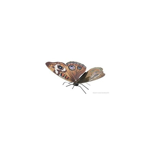 Metal Earth - Butterfly Buckeye 1241