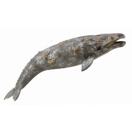 CollectA Gray Whale Toy Figure 88836