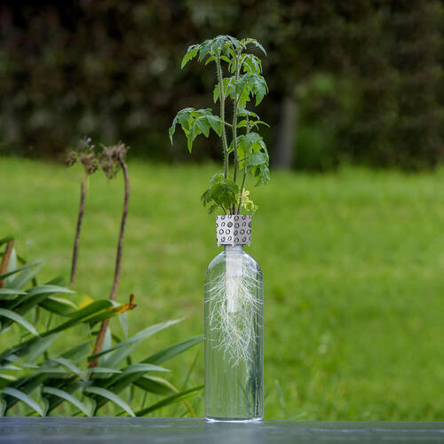 Mrs Green Bottle Grower 3105 **